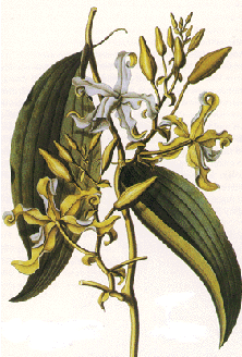 La Vainilla (Vanilla planifolia )