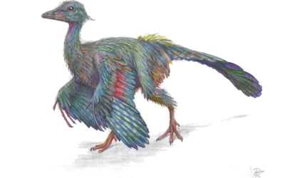 Las aves heredaron un potente sentido del olfato de los dinosaurios