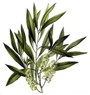 El árbol de té (Melaleuca alternifolia)
