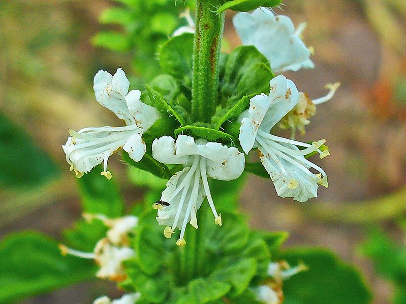 La Albahaca (Ocimum basilicum)