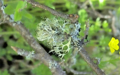Musgo de Roble (Evernia prunastri)