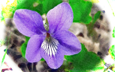 Violeta (Viola odorata)